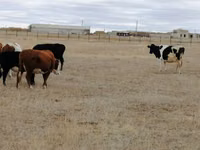 Сиыр, Swiss cattle — 3-сурет