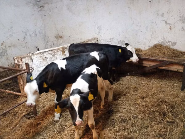 Sigir, Russian Black pied cattle