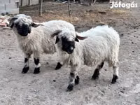 Qoʻy, Valais Blacknose sheep — 2-rasm