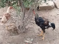 Chickens — Foto 4