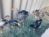 Chickens — photo 5