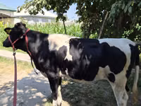 Kuh, Russian Black pied cattle — Foto 4