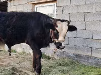 ثور, Simmental cattle — الصورة 3