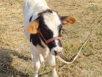 بقرة, Russian Black pied cattle — الصورة 3