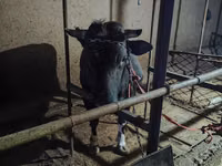 母牛, Russian Black pied cattle — 照片 2