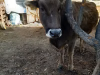 بقرة, Swiss cattle — الصورة 4