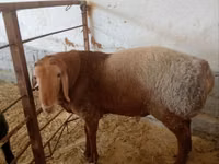 Widder, Arashan sheep — Foto 2