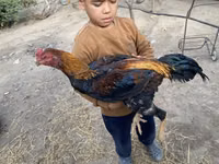 Chickens — Foto 1