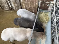 Qoʻchqor, Arashan sheep — 1-rasm