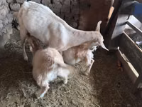 Goat, Saanen goat — photo 5