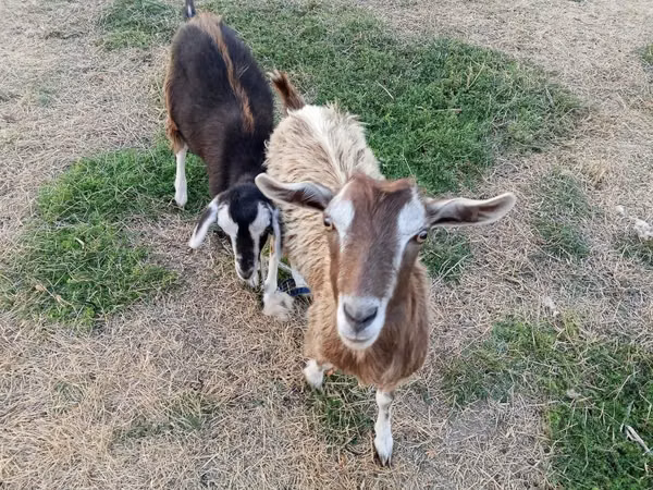 母山羊, Goats — 哈萨克斯坦