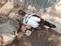 Ducks — Foto 3
