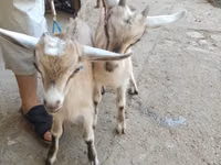 Ziegen (Partie, Geschlecht nicht angegeben), Alpine goat — Foto 2