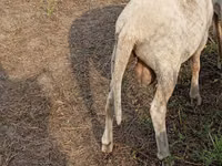 نعجة, Merino sheep — الصورة 2