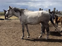 Stute, Orlov Trotter — Foto 1