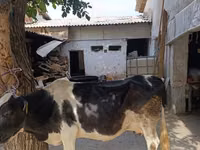 Sigir, Qoramol — 1-rasm