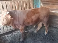 Bulle, Simmental cattle — Foto 1