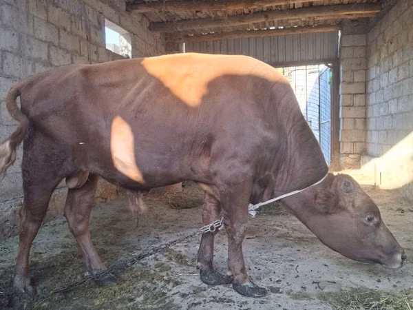 公牛, Cattle — 乌兹别克斯坦