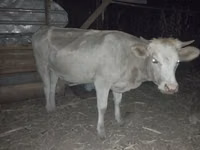 母牛, Cattle — 照片 2
