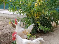 Chickens — foto 1