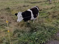 Kuh, Russian Black pied cattle — Foto 3
