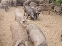 Schweine (Partie, Geschlecht nicht angegeben), Schweine — Foto 1