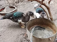 Ducks — Foto 5