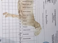 Carnero, Arashan sheep — foto 5