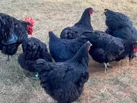 Australorp — Foto 8