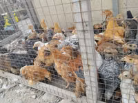 Chickens — Foto 2