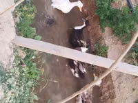 Ducks — Foto 5