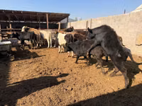 Buqa, Qoramol — 2-rasm