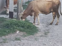 母牛, Alatau breed — 照片 3