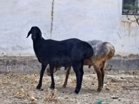Carnero, Ovejas — foto 5
