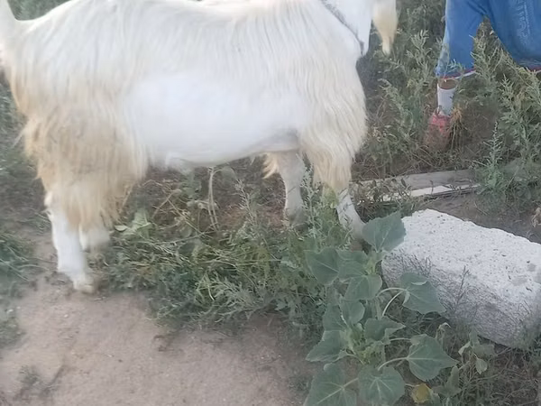 母山羊, Saanen goat — 哈萨克斯坦