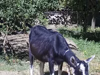 Echki, Alpine goat — 1-rasm