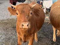 Toro, Ganado vacuno — foto 7