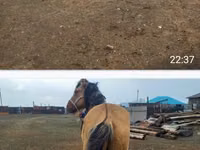 Toychoq, Kazakh horse — 2-rasm