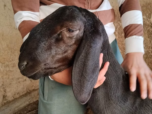 Ram, Arashan sheep