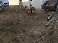 Қошқар, Arashan sheep — 6-сурет