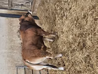 Bulle, Partenaise cattle — Foto 4