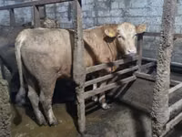 Toro, Ganado vacuno — foto 1