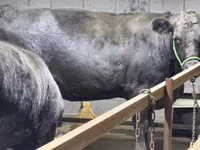 Bulle, Aberdeen-Angus — Foto 6