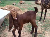 تيس, Nubian Goat — الصورة 4