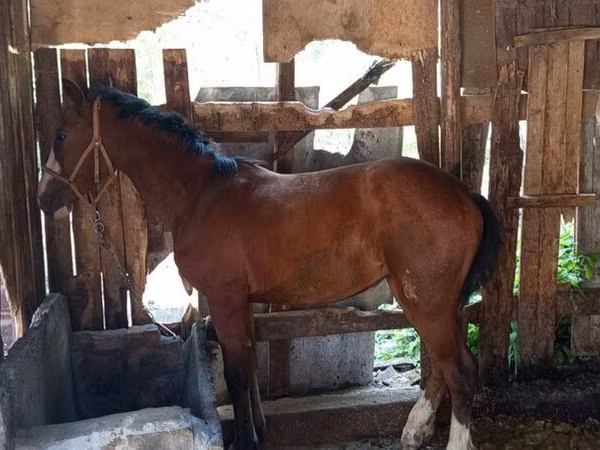 فرس, Thoroughbred horse — قيرغيزستان