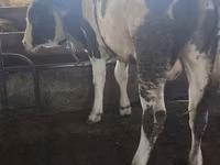 Bulle, Simmental cattle — Foto 2