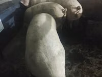 Урук чочко, Чочколор — сүрөт 3