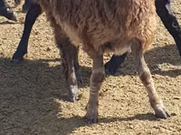نعجة, Edilbay sheep — الصورة 3