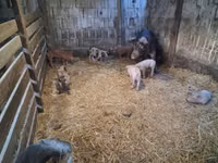 母猪, Pigs — 照片 2
