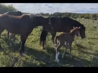 Yegua, Horse breed — foto 1